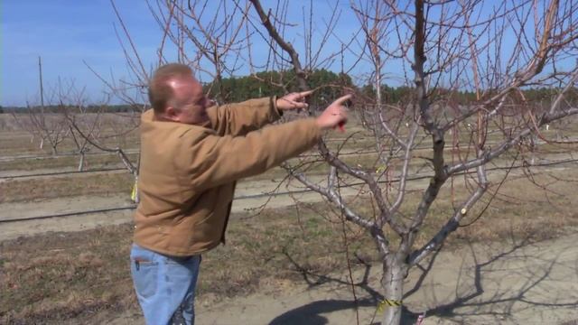 Pruning a Mature Peach Tree смотреть онлайн