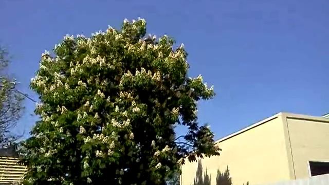 Цветет каштан. Красавец.