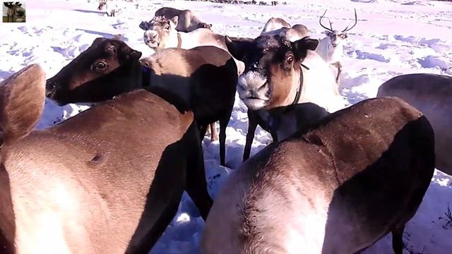 Ямал / Пастухи и стадо оленей / Шурышкарский район смотреть онлайн