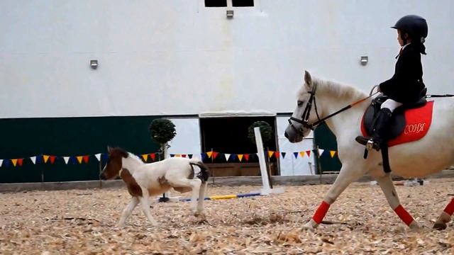 Кавалетти. Дети на пони. Александрова Дача. смотреть онлайн