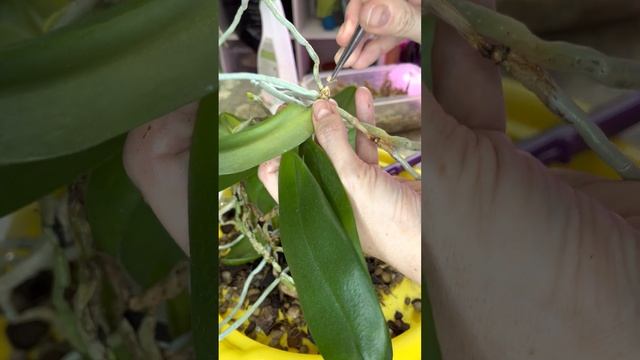 Мастер Пис. Разделение. Размножение. смотреть онлайн