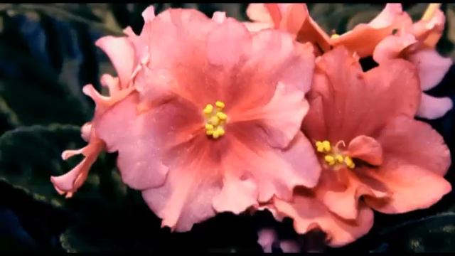 Выставка фиалок 4 -- 10 марта в Одессе смотреть онлайн