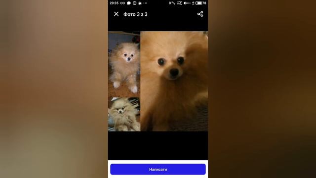 Я мечтаю о собаке но немогу себе етого позволить..😭😭😭 смотреть онлайн