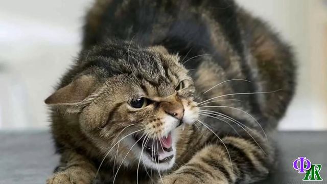 Когда кошку просили отдать, хозяева отказали. А потом оставили ее на даче смотреть онлайн