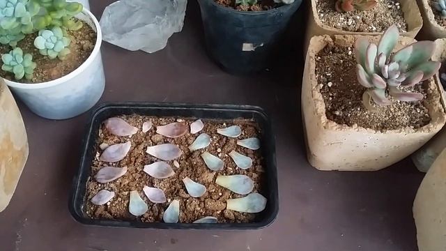 || IS LEAF PROPAGATION THE BEST METHOD TO MULTIPLY SUCCULENTS ||