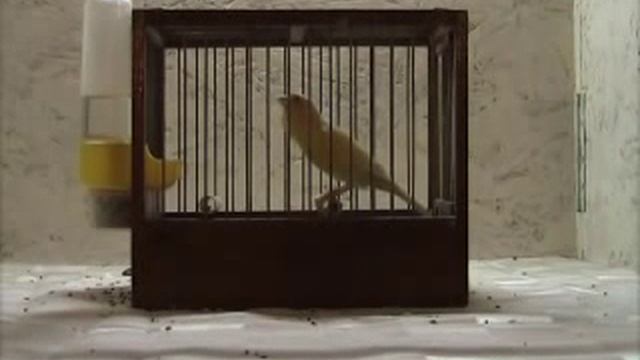 Canary Orpheus Master Class смотреть онлайн