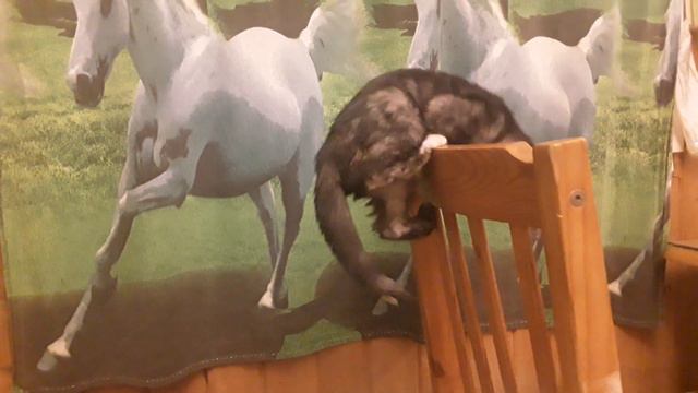 Со стулом у Шелби всё в порядке. Ежедневный. Деревянный. Из Икеи. смотреть онлайн