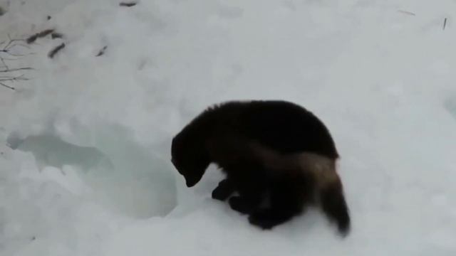 РОСОМАХА - самый хитрый и злобный зверь! Он не боится ни волков, ни медведей! Интересное о росомахе смотреть онлайн