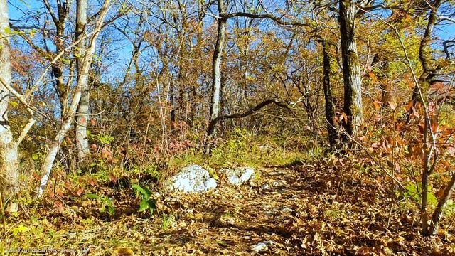 Лесная атмосфера.Чарующие звуки природы и магия природы. 1 час здорового сна. 4K UHD смотреть онлайн