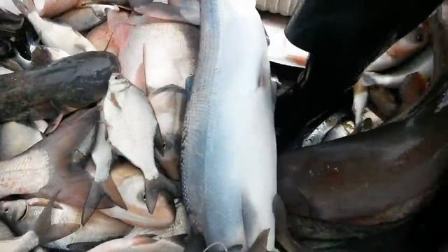 Белорыбица и Золотая вобла, Астраханская область смотреть онлайн