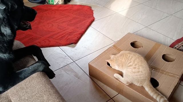 Как занять кота. Простой способ. смотреть онлайн