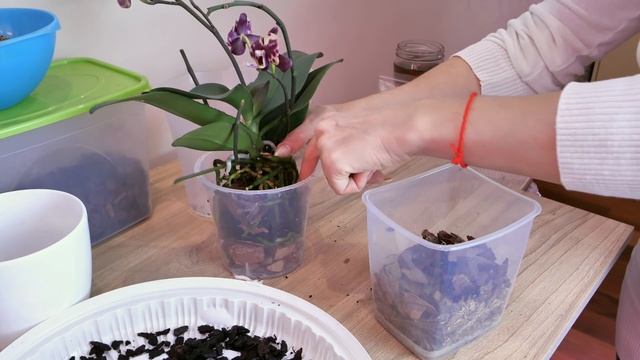 Посадка орхидеи НА ФИТИЛЬ. АНТИПЛЕСНЕВАЯ ДОБАВКА РАБОТАЕТ! ПРОВЕРЕНО! смотреть онлайн