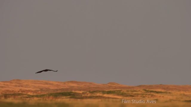 Чёрный гриф (Aegypius Monachus) в степи Калмыкии | Film Studio Aves