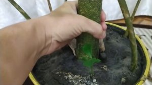 Домашняя пальма. Аморфофаллус.