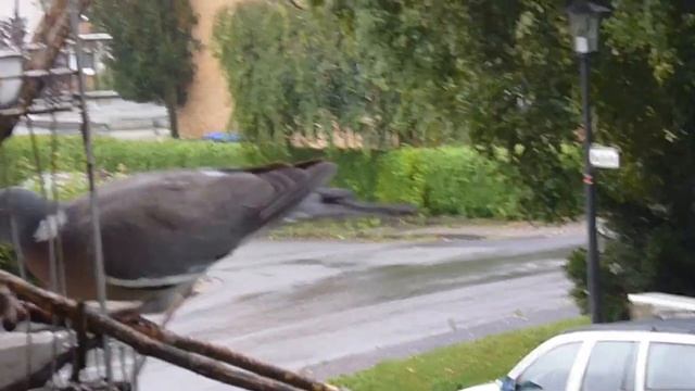 zwei Tauben verstehen sich, two pigeons are friends, два голубя друзья смотреть онлайн