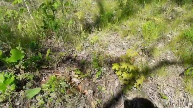 Коп В Приморье в Поисках Фанзы Китайское Поселение Городище. Домики смотреть онлайн