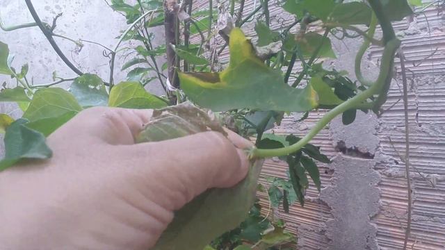 ALOCASIA LONGILOBA E COMO PROTEGER DOS CARACOIS E LESMAS NOSSAS PLANTAS смотреть онлайн