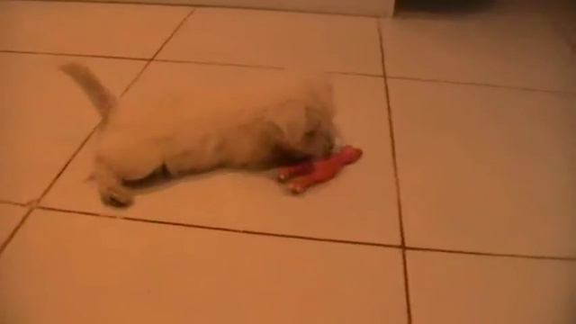 Вест Хайленд Вайт Терьер Алиса Лаки Стар (Лаки) смотреть онлайн