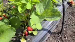 Клубника Сандра! Продолжаем сборы!