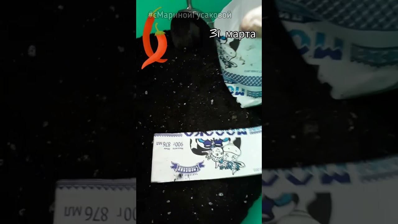 Рассада ПЕРЦА ей 30 дней  | ПЕРЕВАЛКА | Сделайте это вовремя! 31 марта   #семена #перец #рассада смотреть онлайн