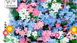 Незабудка обыкновенная Альпийская смесь. Краткий обзор, описание характеристик myosotis alpestris