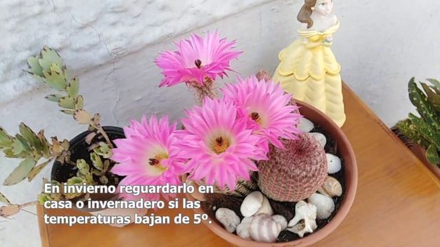 Cactus arcoíris (Echinocereus rigidissimus) - Cuidados смотреть онлайн