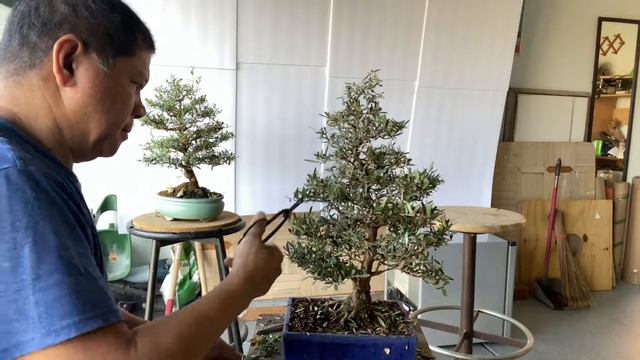 Bonsai Pruning- Bonsai Olive Tree Care Dwarf & Pruning смотреть онлайн