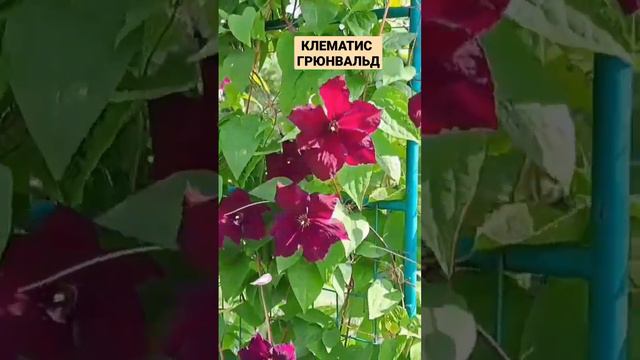 БЫСТРОРАСТУЩИЙ КЛЕМАТИС ГРЮНВАЛЬД. смотреть онлайн