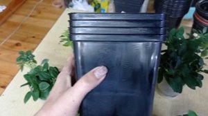 горшечная альстромерия. пересадка, обзор альстромерии на 11.01.2023г