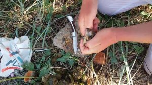 Как чистить рапаны правильно и быстро