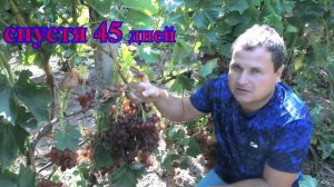 Виноград Кишмиш Велес (grapes seedless kishmish Veles, huge bunches )