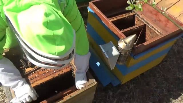 Осмотр ульев заброшенной Пасеки,,,Нашли заброшеную Пасеку(Часть 2) смотреть онлайн