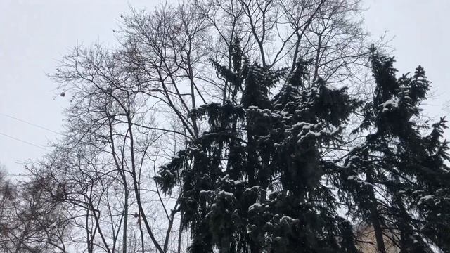 Акмеисты, как сказал... | Sofia Ver смотреть онлайн