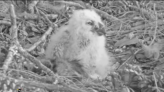 ~ Great Horned Owls Nesting Near Savannah - Mały Puchacz wirginijski 🐥🌹🍀i mama ~ 02/03/2022 смотреть онлайн