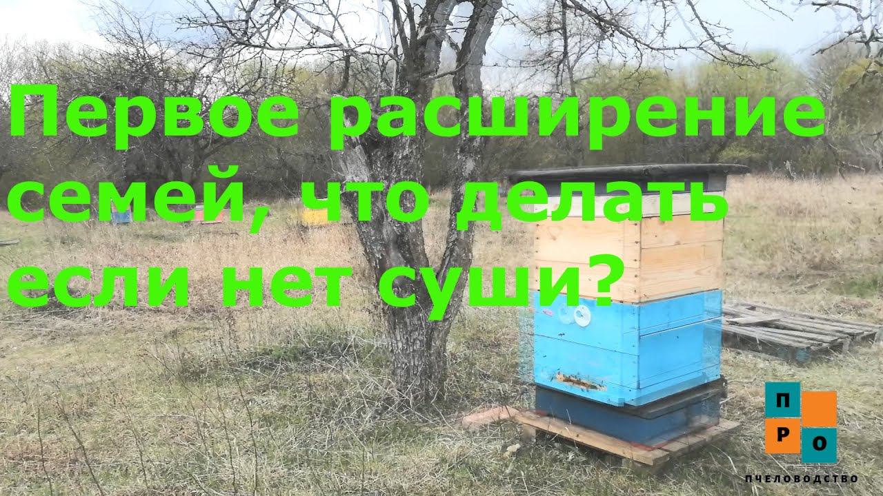 Расширяем семьи, когда ставить магазины и что делать если нет суши? Главное успеть! Контрольный улей смотреть онлайн
