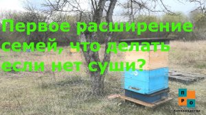 Расширяем семьи, когда ставить магазины и что делать если нет суши? Главное успеть! Контрольный улей