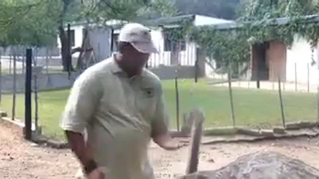 Feeding ostriches in Cango смотреть онлайн