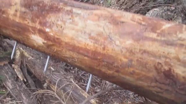 Кулемка на Волка.