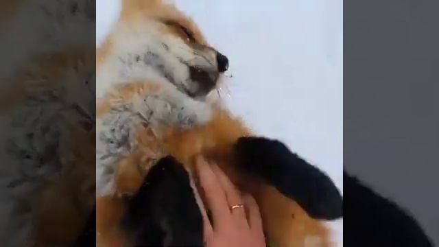 Домашние #лиса вот так выглядит смотреть онлайн