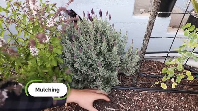 5 Tips to Grow Perfect Lavender смотреть онлайн