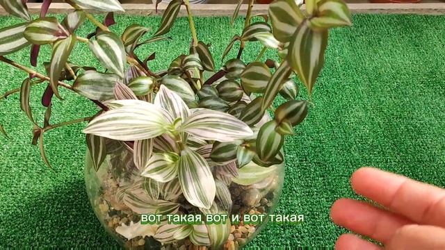 Традесканция. Секреты ухода. Сорта. ??? смотреть онлайн