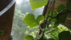 Полив огурца на балконе ч.2