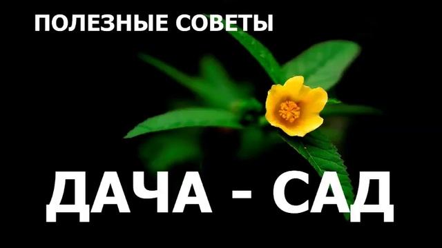 ЗАЩИТА СМОРОДИНЫ ОТ КЛЕЩА смотреть онлайн