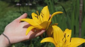 Я пришла за счастьем.