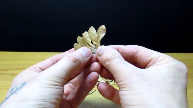 2 идеи из семян клёна. Сделал фигурки индюка и стрекозы. Поделки своими руками. смотреть онлайн