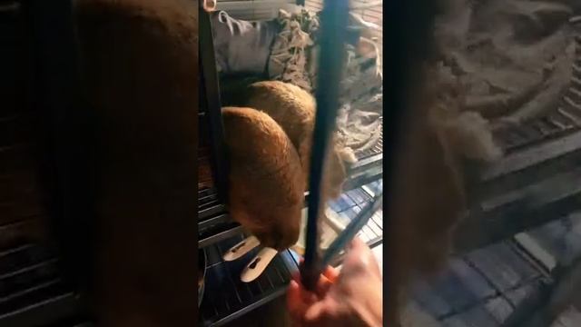 Красивые зверьки смотреть онлайн