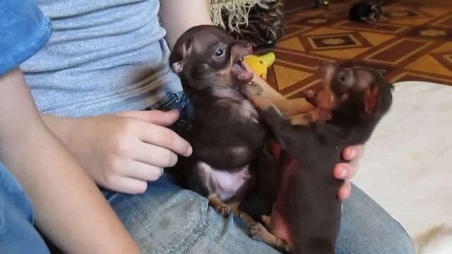 ТОЙ терьер Русский от МЭРЛИН ДОГС 8-916-117-53-38 смотреть онлайн