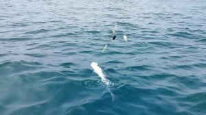 Рыбалка на Сахалине в районе маяка Анива. Полное видео.