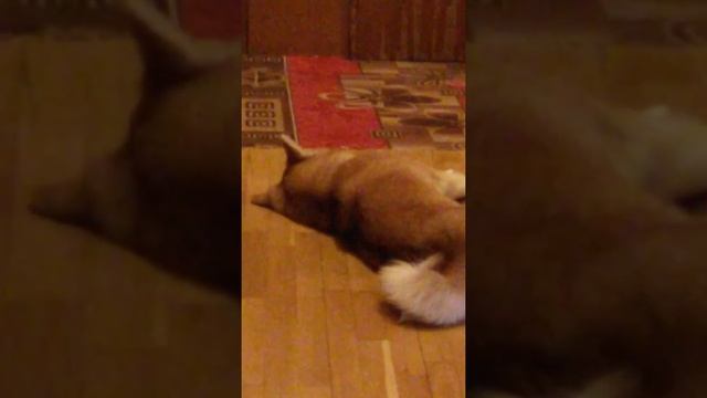 Собака из кино:Хатико не судите моё превое видео. смотреть онлайн