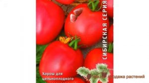 Томат обыкновенный Земляк (zemlyak) ? томат Земляк обзор: как сажать семена томата Земляк